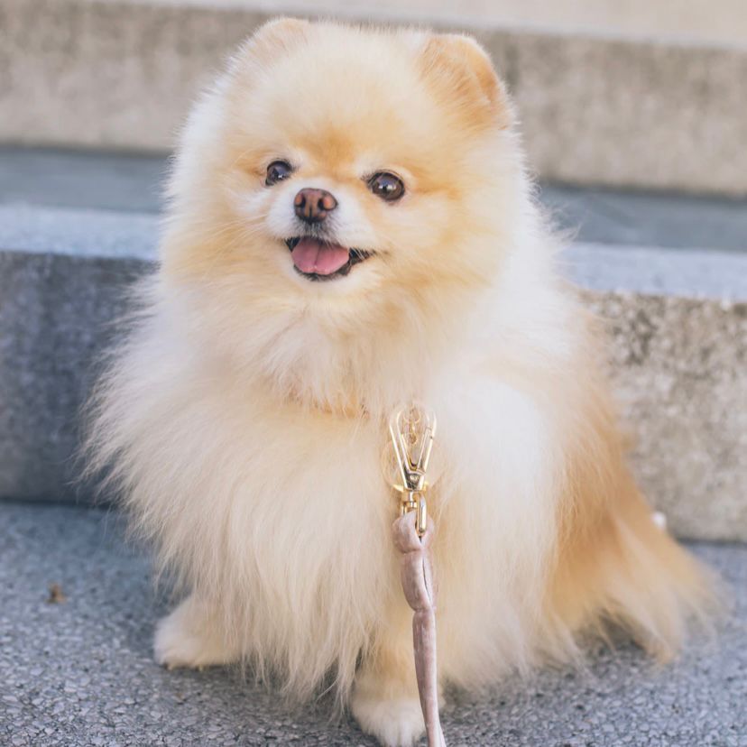6 Jenis Anjing Ras Jepang, Aktif, Berani Namun Tetap Friendly