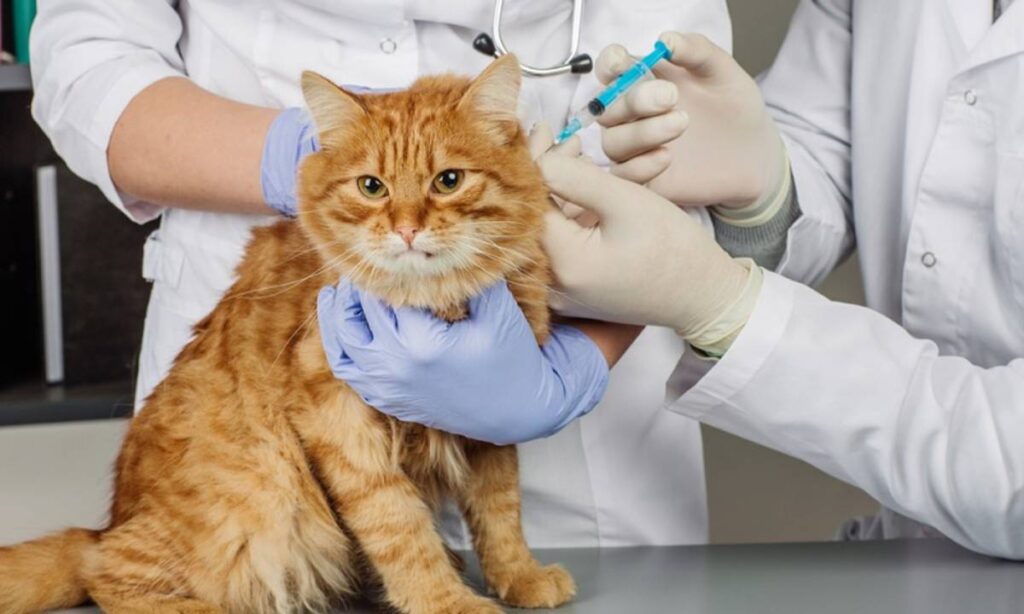 Ketahui Biaya Perawatan Kucing Saat Ini, Apakah Semahal Itu? 
