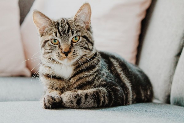 Cara Ampuh Mengatasi Gangguan Sistem Pencernaan Kucing Kesayangan